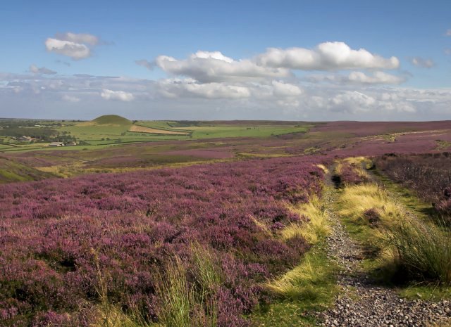 Heather moorland in the North York Moors